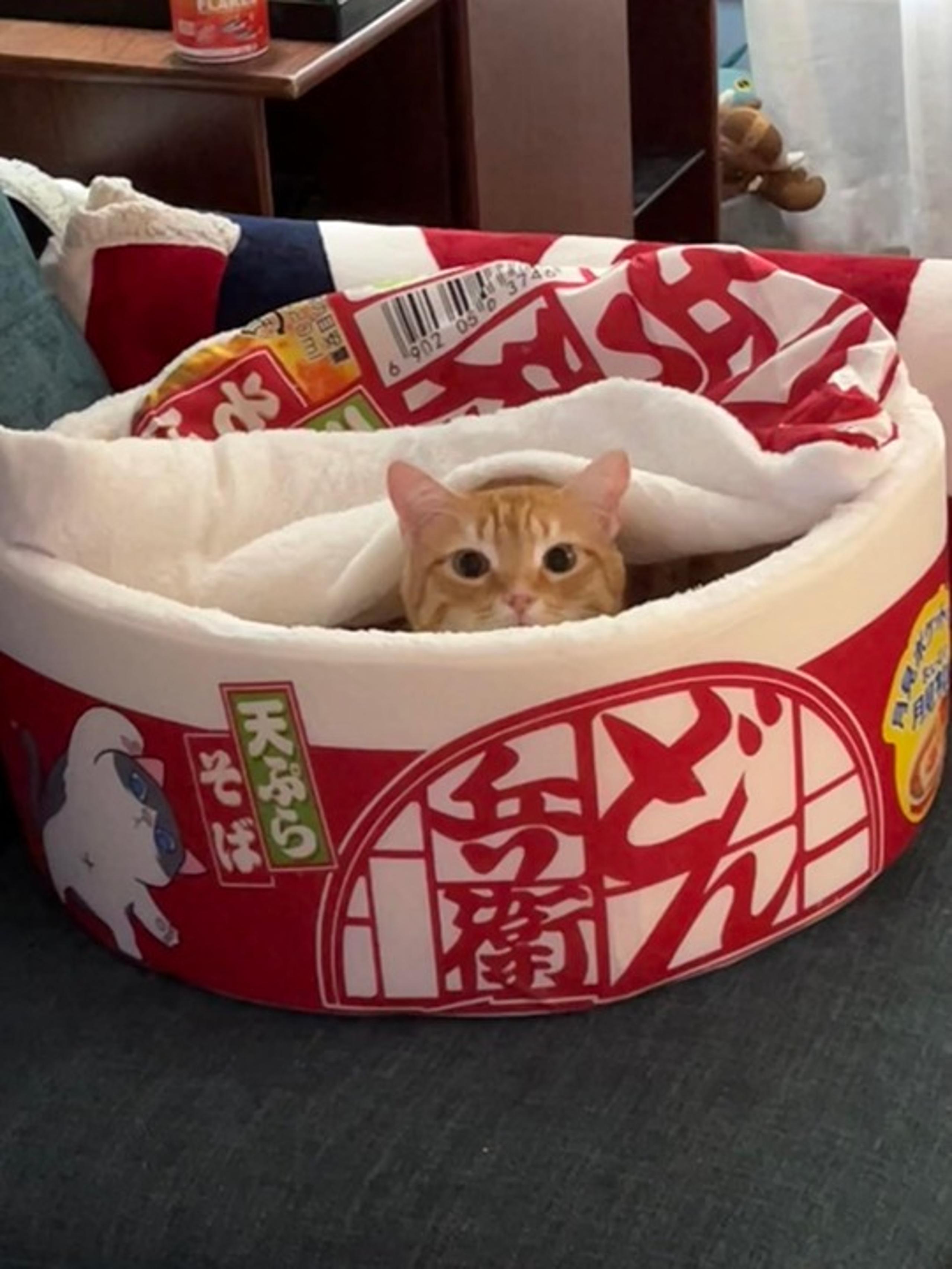 Dog & Cat Bed,Keep Warm and Super Soft Creative Pet Nest for Indoor Cats
