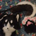 Husky Fursuit Partial (STICKERS NOT INCLUDED)