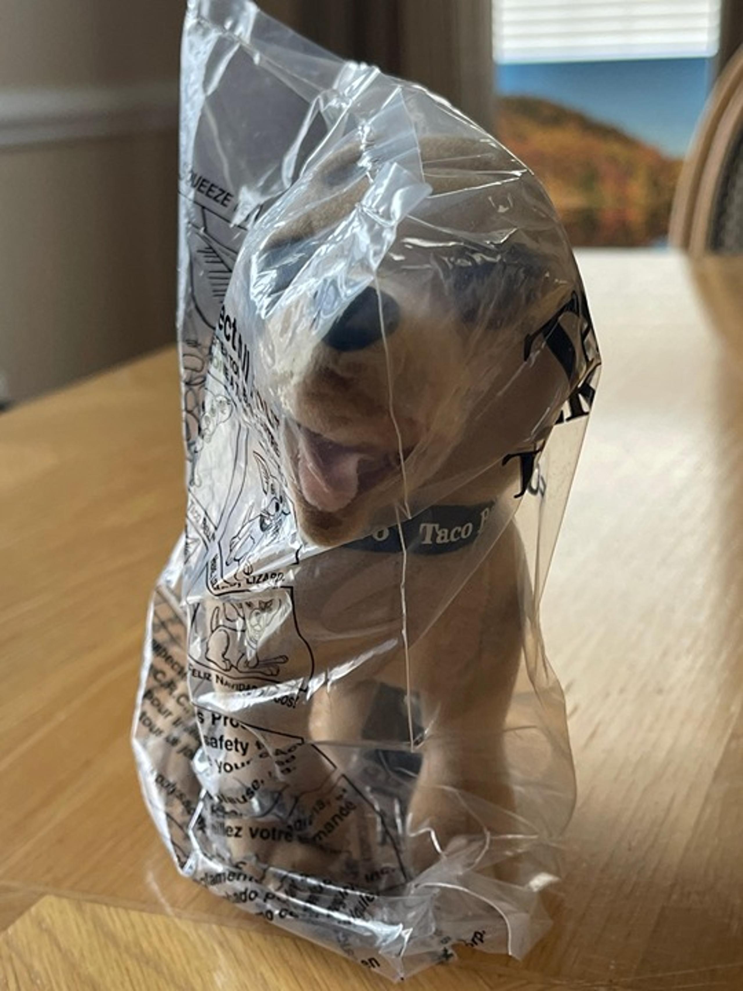 Taco Bell Talking Chihuahua. NIB.