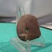 artifact, approx 2 long, Super Fine Auth Drilled Gorget TN artifact, Hardin CO