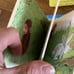 Curious George Box set.
