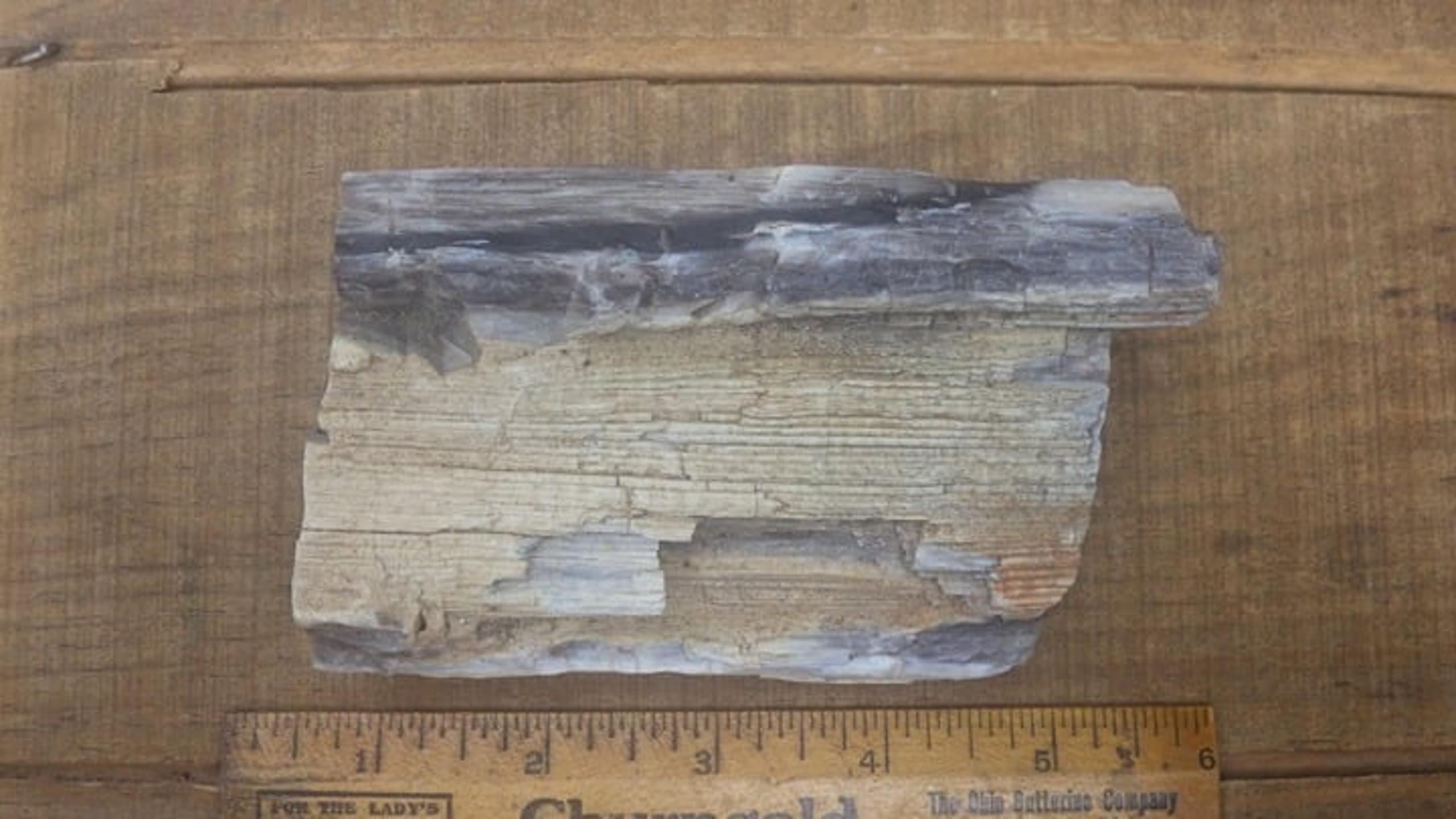Unusual 1+ Lb Chunk of Petrified Wood