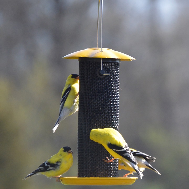 Songbird Essentials Thistle Bird Feeder Yellow Bird Seed Finch Feeder, 1/2 lb.
