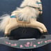 Porcelian Doll on rocking horse