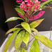 Hoya Publicalyx Splash In Flower Ships From Florida