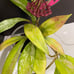 Hoya Publicalyx Splash In Flower Ships From Florida