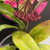 Hoya Publicalyx Splash In Flower Ships From Florida
