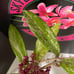 Hoya Publicalyx Splash In Flower Ships From Florida