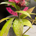 Hoya Publicalyx Splash In Flower Ships From Florida