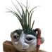 SOLD Air plant holder clay rock troll