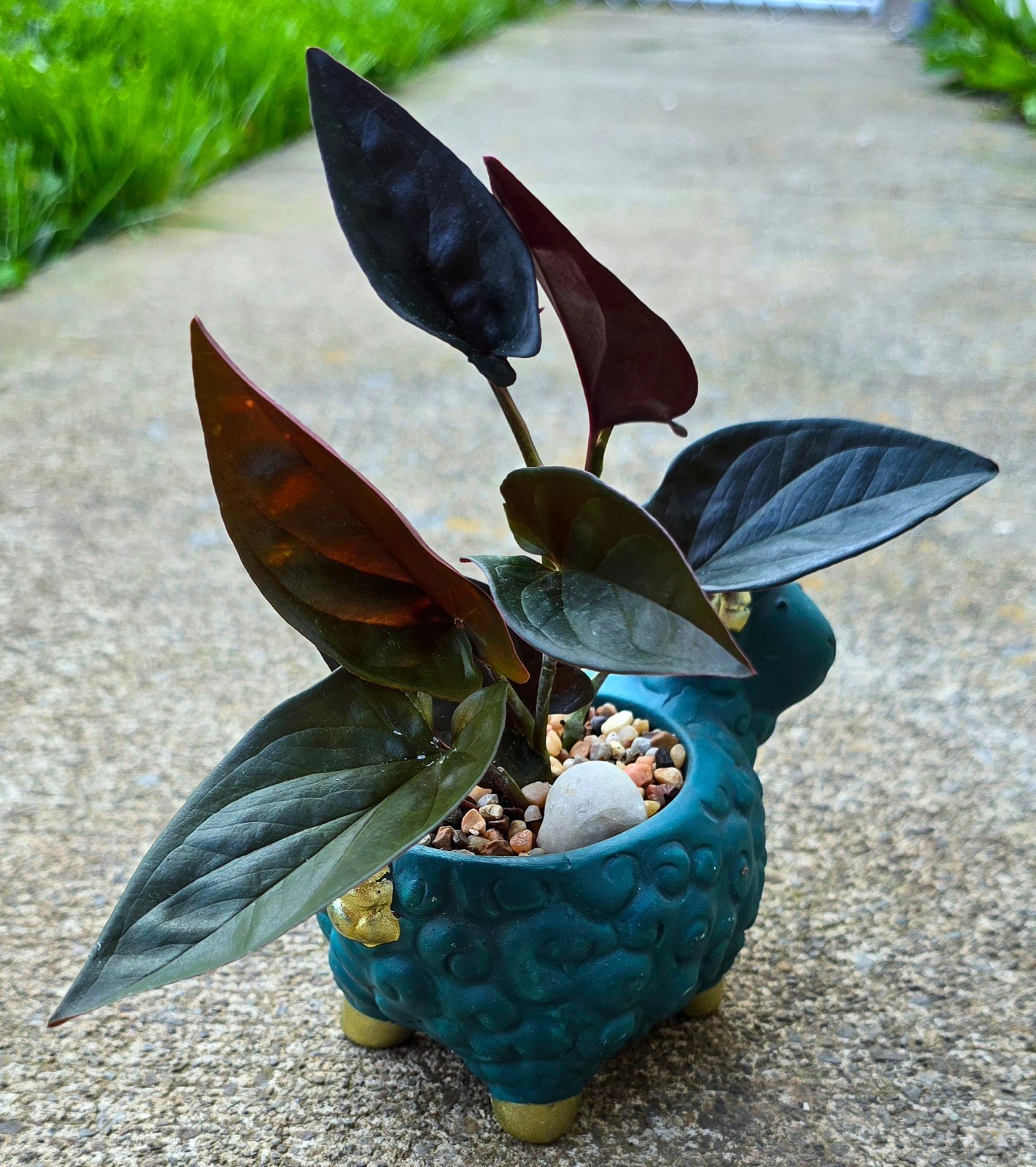 Syngonium Llano Carti Road