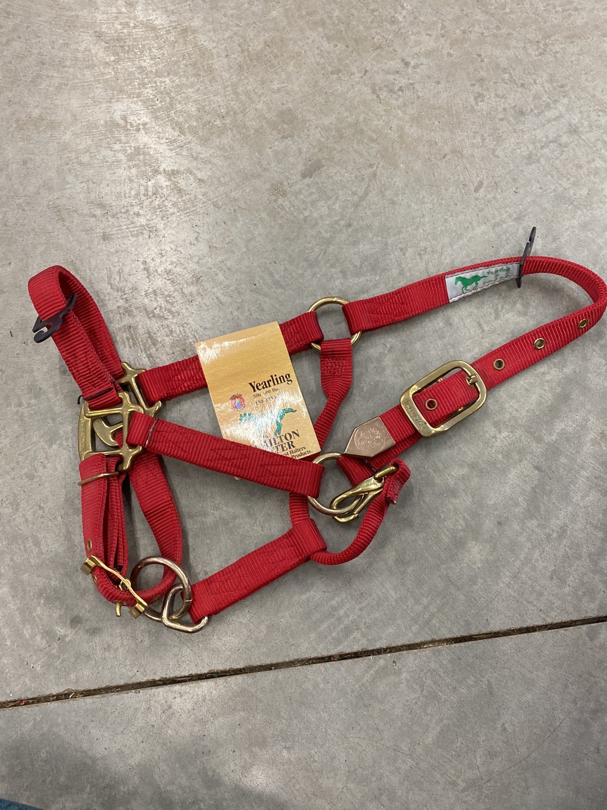 Horse halter yearling