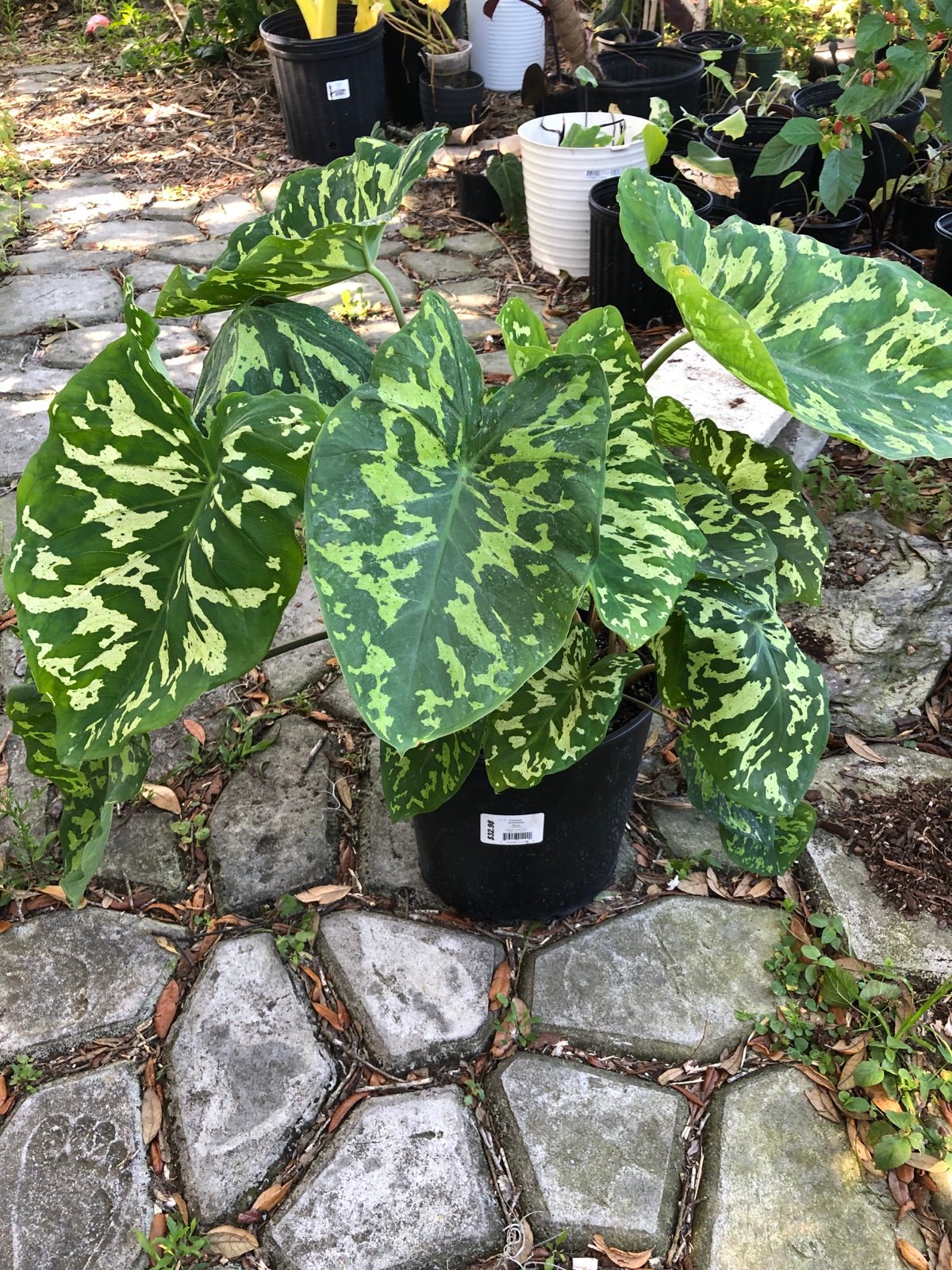 Caladium Hilo Beauty