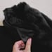 Free People Sedgwick Pea Coat M